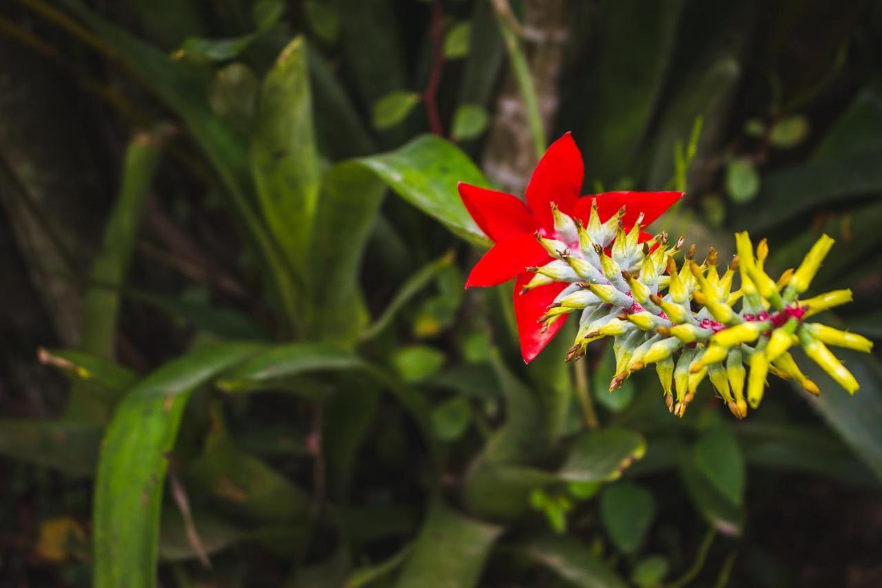 Pousada Alem Do Jardim Прайя-ду-Роза Экстерьер фото