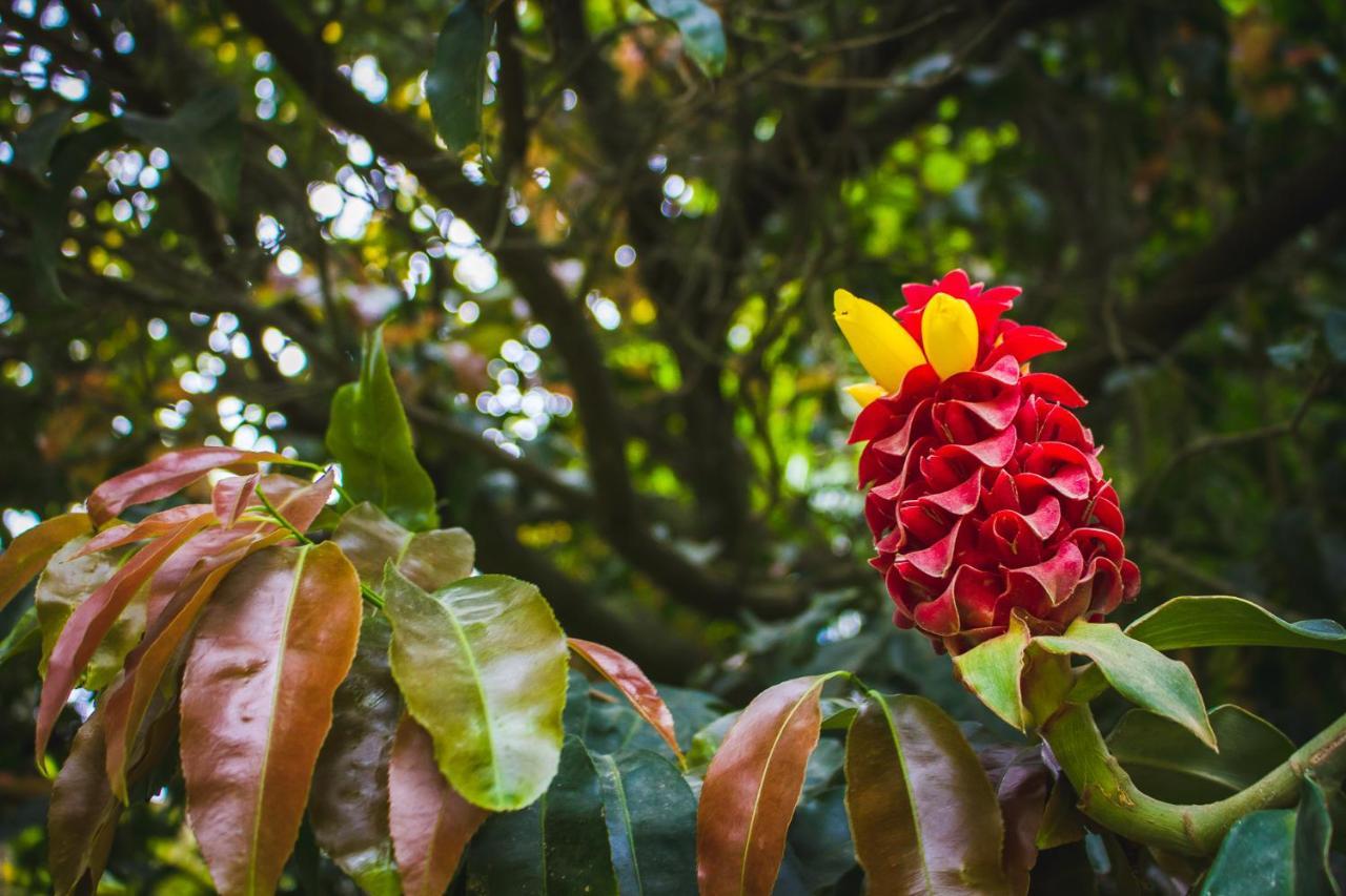 Pousada Alem Do Jardim Прайя-ду-Роза Экстерьер фото